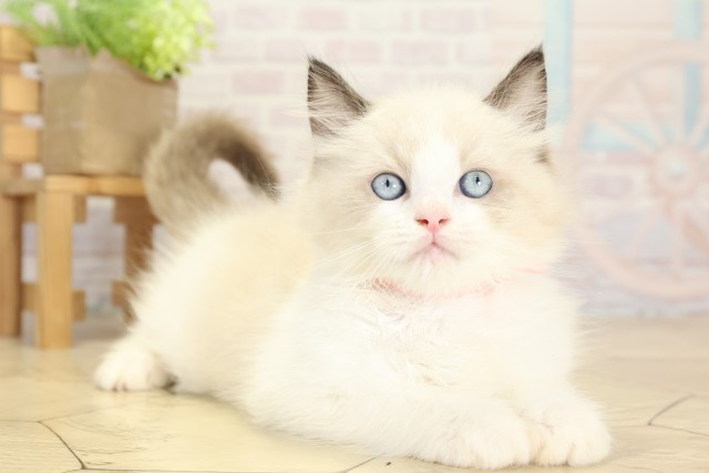 愛知県のラグドール (Coo&RIKU瀬港線守山店/2025年9月27日生まれ/男の子/シールポイントバイカラー)の子猫の2枚目の画像