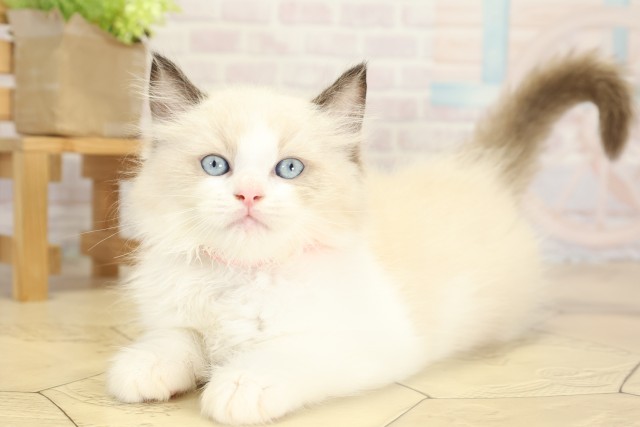 愛知県のラグドール (Coo&RIKU瀬港線守山店/2025年9月27日生まれ/男の子/シールポイントバイカラー)の子猫の3枚目の画像