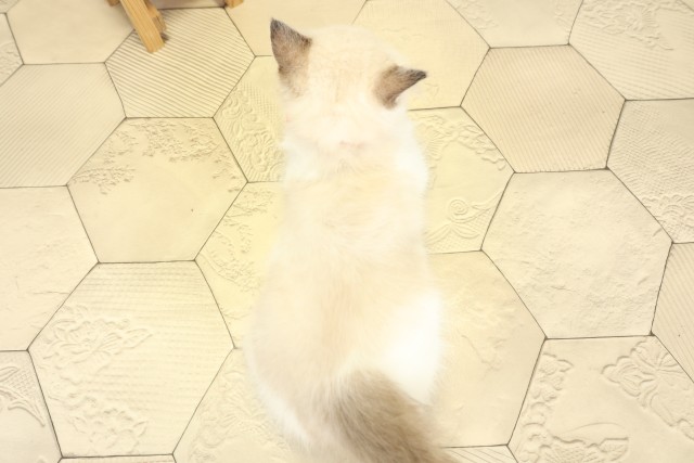 愛知県のラグドール (Coo&RIKU瀬港線守山店/2025年9月27日生まれ/男の子/シールポイントバイカラー)の子猫の4枚目の画像