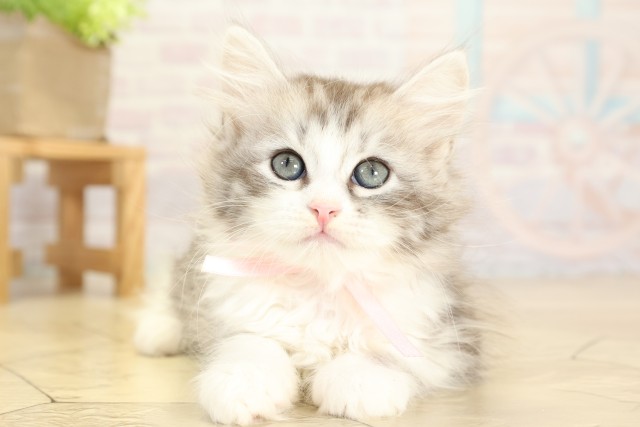 愛知県のサイベリアン (Coo&RIKU豊橋店/2025年9月28日生まれ/女の子/シルバータビーホワイト)の子猫