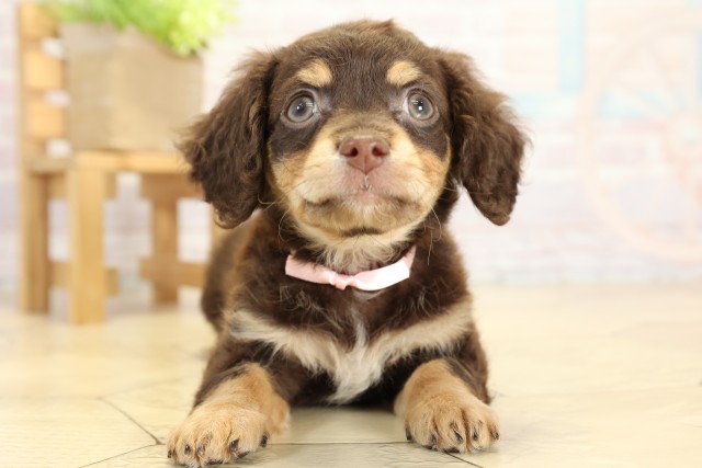 愛知県のチワックス(チワワ×ダックス) (Coo&RIKU瀬港線守山店/2025年9月27日生まれ/女の子/チョコレートクリーム)の子犬の1枚目の画像