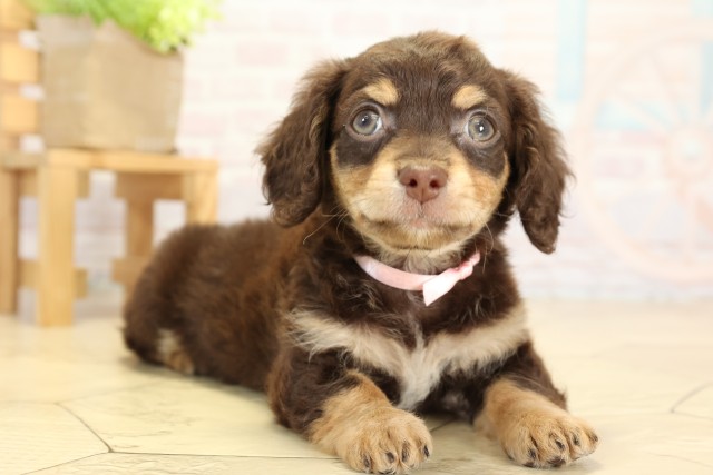 愛知県のチワックス(チワワ×ダックス) (Coo&RIKU瀬港線守山店/2025年9月27日生まれ/女の子/チョコレートクリーム)の子犬の2枚目の画像