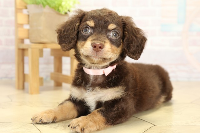 愛知県のチワックス(チワワ×ダックス) (Coo&RIKU瀬港線守山店/2025年9月27日生まれ/女の子/チョコレートクリーム)の子犬の3枚目の画像