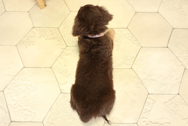 愛知県のチワックス(チワワ×ダックス) (Coo&RIKU瀬港線守山店/2025年9月27日生まれ/女の子/チョコレートクリーム)の子犬の4枚目の画像