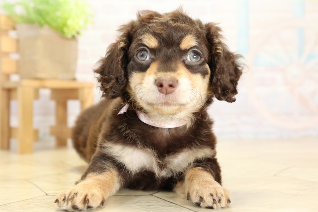 三重県のチワックス(チワワ×ダックス) (Coo&RIKU津高茶屋店/2025年9月27日生まれ/女の子/チョコレートクリーム)の子犬