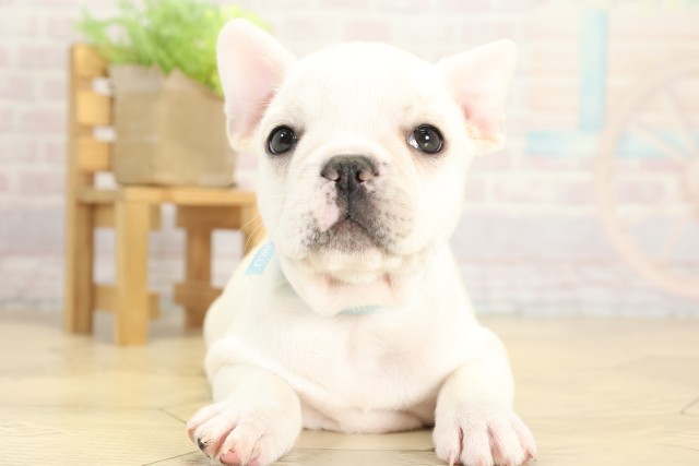 愛知県のフレンチブルドッグ (Coo&RIKU瀬港線守山店/2025年9月27日生まれ/男の子/クリーム)の子犬の1枚目の画像