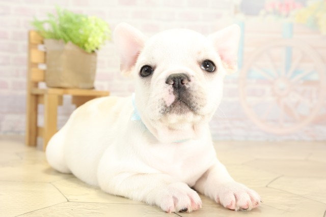 愛知県のフレンチブルドッグ (Coo&RIKU瀬港線守山店/2025年9月27日生まれ/男の子/クリーム)の子犬の2枚目の画像