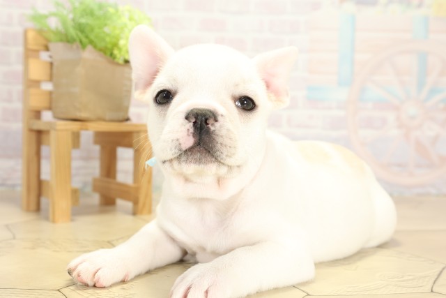 愛知県のフレンチブルドッグ (Coo&RIKU瀬港線守山店/2025年9月27日生まれ/男の子/クリーム)の子犬の3枚目の画像