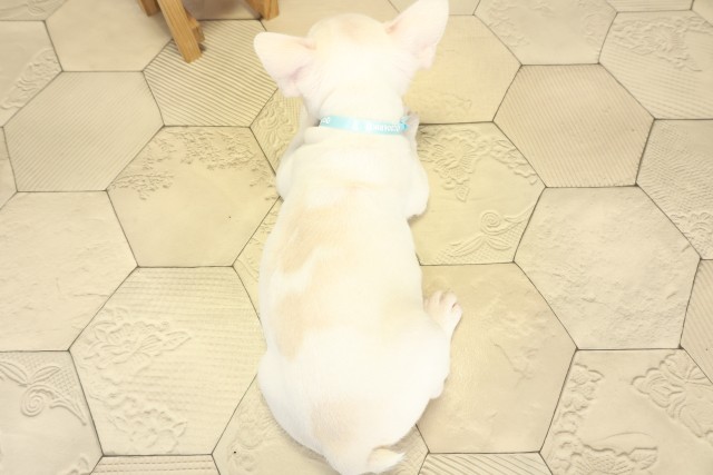 愛知県のフレンチブルドッグ (Coo&RIKU瀬港線守山店/2025年9月27日生まれ/男の子/クリーム)の子犬の4枚目の画像