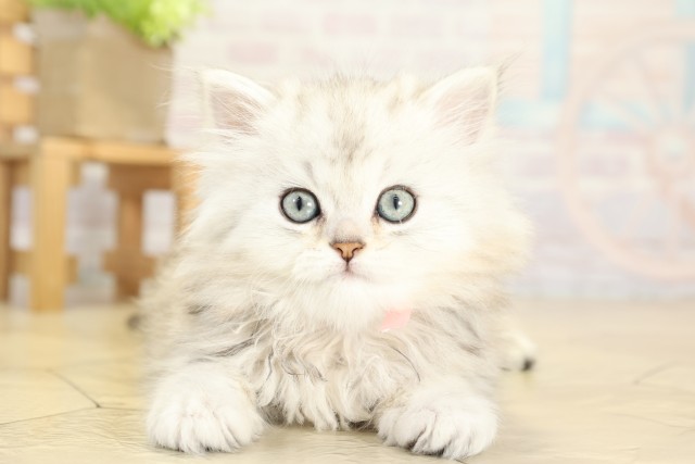 愛知県のペルシャ (Coo&RIKU岡崎店/2025年9月28日生まれ/女の子/チンチラシルバー)の子猫