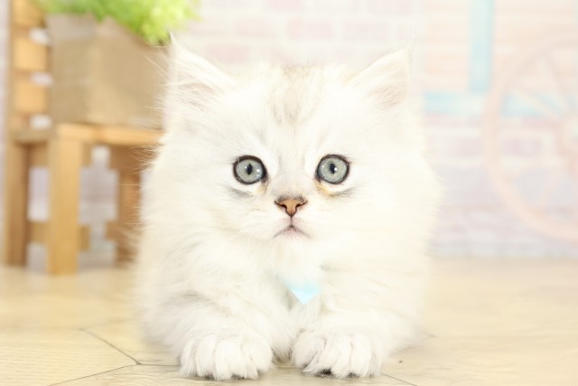 愛知県のペルシャ (Coo&RIKU豊橋店/2025年9月28日生まれ/男の子/チンチラシルバー)の子猫