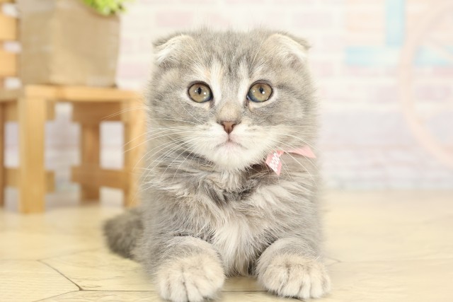 愛知県のスコティッシュフォールド (Coo&RIKU岡崎店/2025年9月26日生まれ/女の子/ブルータビー)の子猫の1枚目の画像