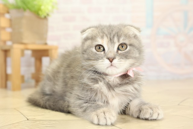 愛知県のスコティッシュフォールド (Coo&RIKU岡崎店/2025年9月26日生まれ/女の子/ブルータビー)の子猫の2枚目の画像