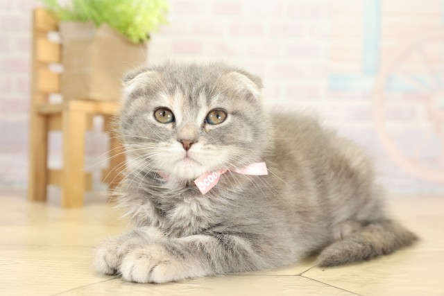 愛知県のスコティッシュフォールド (Coo&RIKU岡崎店/2025年9月26日生まれ/女の子/ブルータビー)の子猫の3枚目の画像