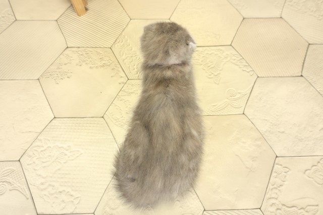 愛知県のスコティッシュフォールド (Coo&RIKU岡崎店/2025年9月26日生まれ/女の子/ブルータビー)の子猫の4枚目の画像