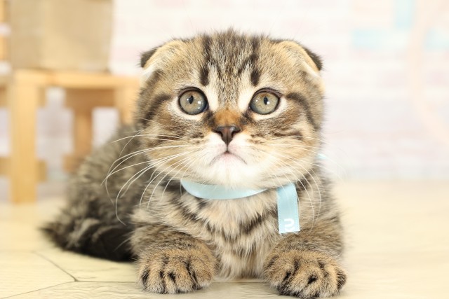 愛知県のスコティッシュフォールド (Coo&RIKU名古屋滝ノ水店/2025年9月26日生まれ/男の子/ブラウンタビー)の子猫