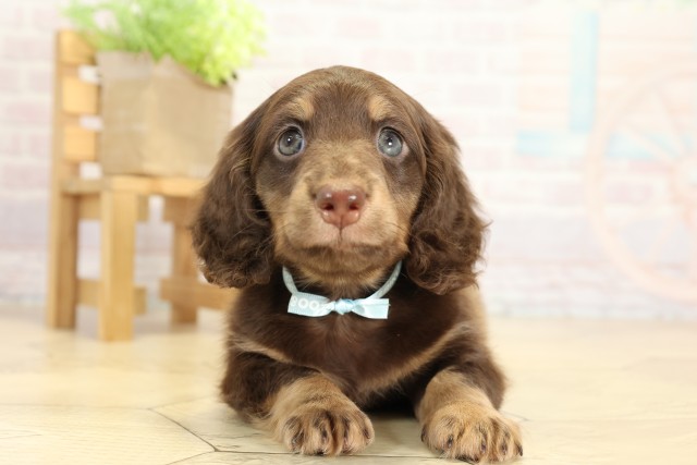 愛知県のミニチュアダックスフンド(ロング) (Coo&RIKU半田店/2025年9月28日生まれ/男の子/チョコレートタン)の子犬