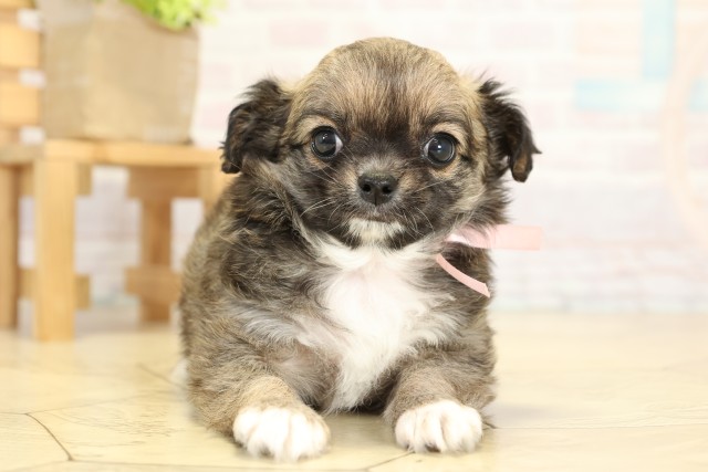 愛知県のチワワ(ロング) (Coo&RIKU名古屋滝ノ水店/2025年9月26日生まれ/女の子/レッド)の子犬