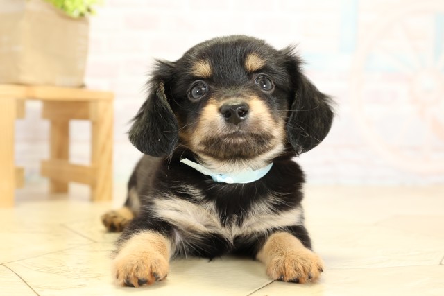 三重県のチワックス(チワワ×ダックス) (Coo&RIKU四日市店/2025年9月27日生まれ/男の子/チョコレートタン)の子犬