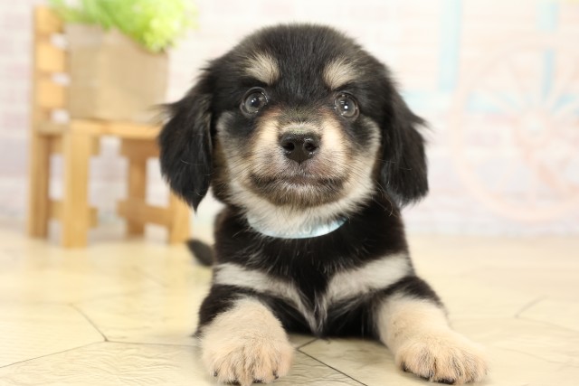 愛知県のチワックス(チワワ×ダックス) (Coo&RIKU名古屋みなと店/2025年9月27日生まれ/男の子/チョコレートタン)の子犬