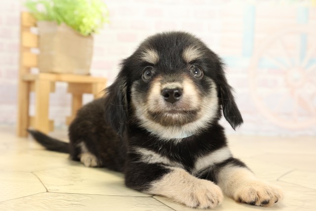 愛知県のチワックス(チワワ×ダックス) (Coo&RIKU名古屋みなと店/2025年9月27日生まれ/男の子/チョコレートタン)の子犬の2枚目の画像