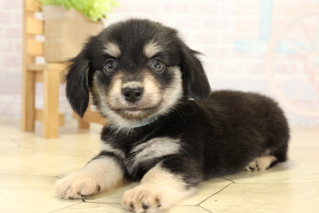 愛知県のチワックス(チワワ×ダックス) (Coo&RIKU名古屋みなと店/2025年9月27日生まれ/男の子/チョコレートタン)の子犬の3枚目の画像