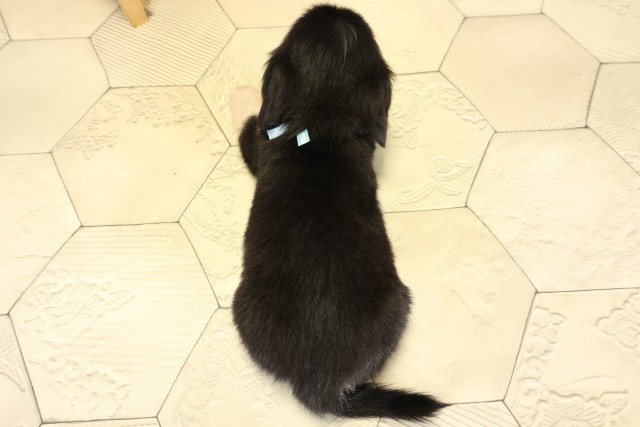 愛知県のチワックス(チワワ×ダックス) (Coo&RIKU名古屋みなと店/2025年9月27日生まれ/男の子/チョコレートタン)の子犬の4枚目の画像