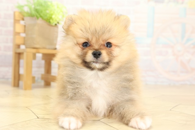三重県のポメラニアン (Coo&RIKU津高茶屋店/2025年9月25日生まれ/男の子/オレンジ)の子犬