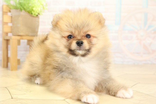 三重県のポメラニアン (Coo&RIKU津高茶屋店/2025年9月25日生まれ/男の子/オレンジ)の子犬の2枚目の画像