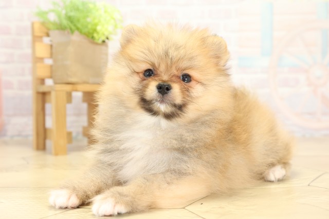 三重県のポメラニアン (Coo&RIKU津高茶屋店/2025年9月25日生まれ/男の子/オレンジ)の子犬の3枚目の画像