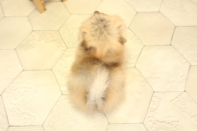 三重県のポメラニアン (Coo&RIKU津高茶屋店/2025年9月25日生まれ/男の子/オレンジ)の子犬の4枚目の画像