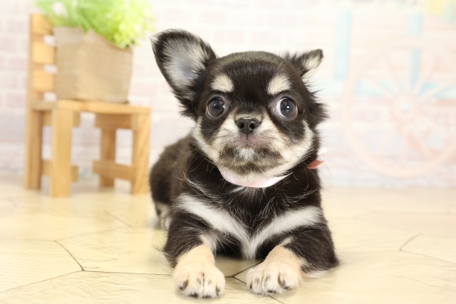 愛知県のチワワ(ロング) (Coo&RIKU豊田店/2025年9月26日生まれ/女の子/ブラッククリーム)の子犬