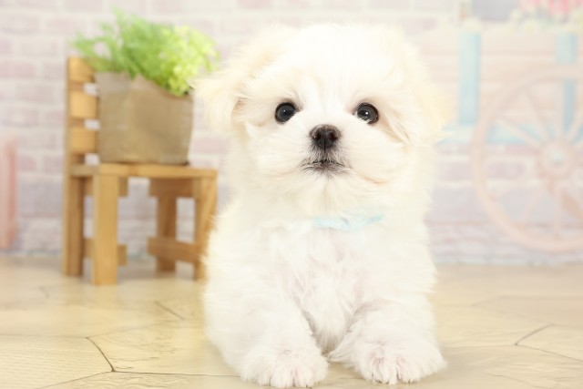 愛知県のマルチーズ (Coo&RIKU豊橋店/2025年9月24日生まれ/男の子/ホワイト)の子犬