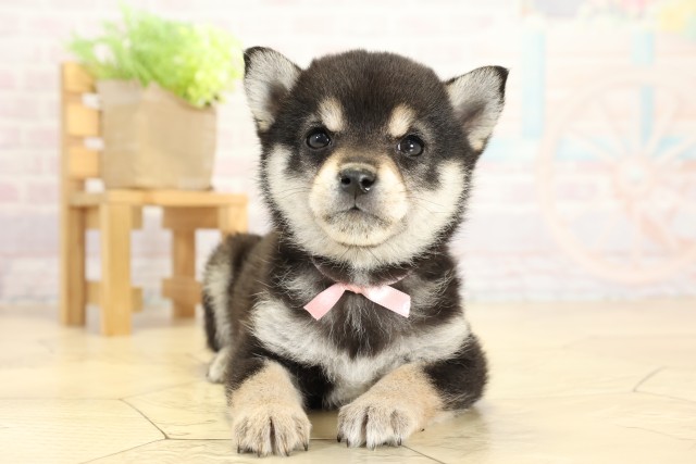 愛知県の豆柴 (Coo&RIKU瀬港線守山店/2025年9月23日生まれ/女の子/黒)の子犬の1枚目の画像