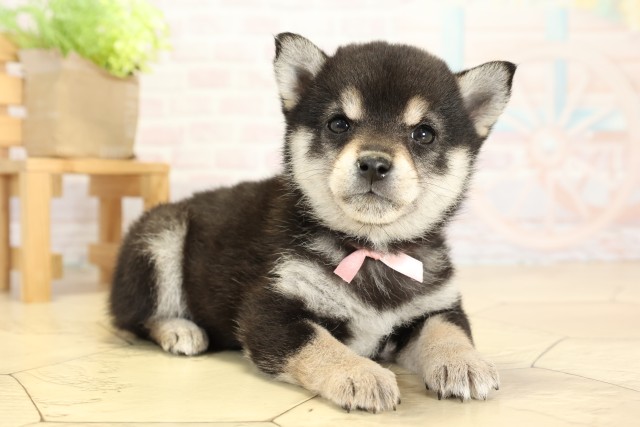 愛知県の豆柴 (Coo&RIKU瀬港線守山店/2025年9月23日生まれ/女の子/黒)の子犬の2枚目の画像