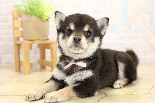 愛知県の豆柴 (Coo&RIKU瀬港線守山店/2025年9月23日生まれ/女の子/黒)の子犬の3枚目の画像