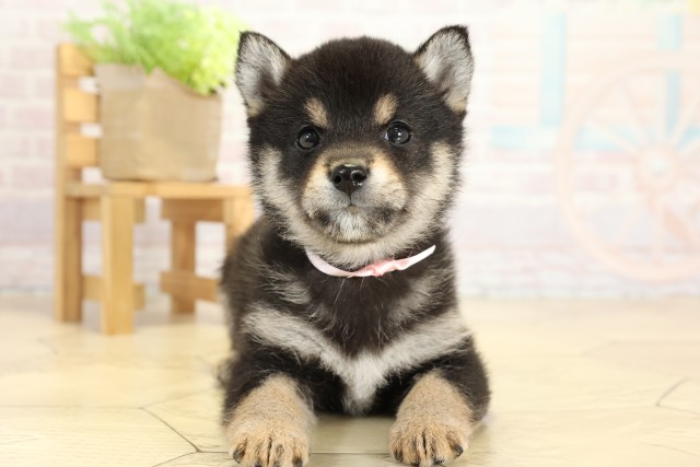 愛知県の豆柴 (Coo&RIKU半田店/2025年9月23日生まれ/女の子/黒)の子犬