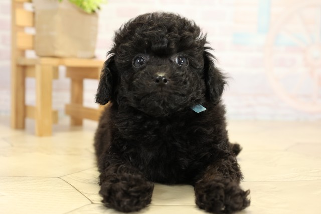 愛知県のトイプードル(トイ) (Coo&RIKU岡崎店/2025年9月28日生まれ/男の子/ブラック)の子犬