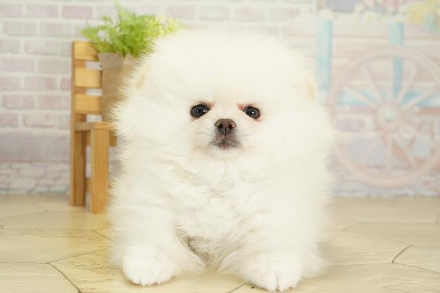 愛知県のポメラニアン (Coo&RIKU東海店/2025年9月28日生まれ/男の子/ホワイト)の子犬の1枚目の画像