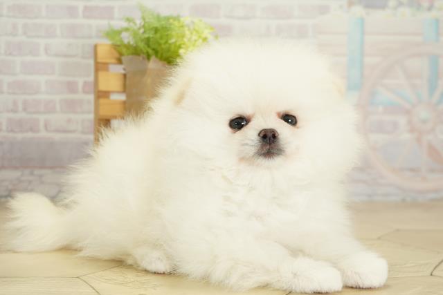 愛知県のポメラニアン (Coo&RIKU東海店/2025年9月28日生まれ/男の子/ホワイト)の子犬の2枚目の画像