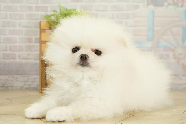 愛知県のポメラニアン (Coo&RIKU東海店/2025年9月28日生まれ/男の子/ホワイト)の子犬の3枚目の画像