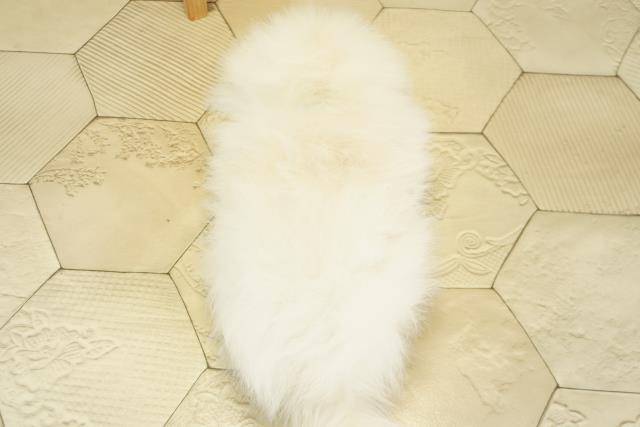 愛知県のポメラニアン (Coo&RIKU東海店/2025年9月28日生まれ/男の子/ホワイト)の子犬の4枚目の画像