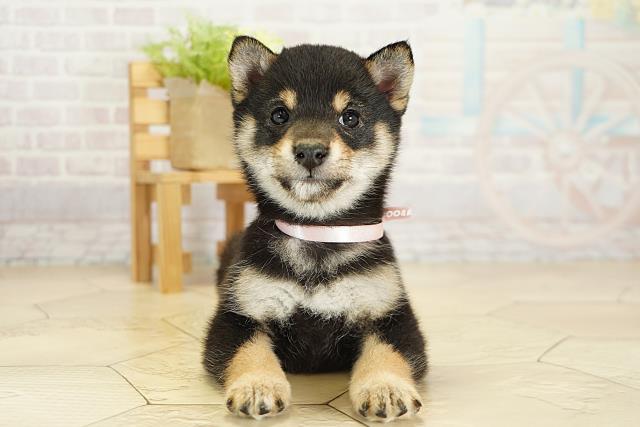 三重県の豆柴 (Coo&RIKU津高茶屋店/2025年9月27日生まれ/女の子/黒)の子犬