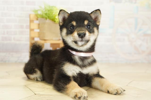 三重県の豆柴 (Coo&RIKU津高茶屋店/2025年9月27日生まれ/女の子/黒)の子犬の2枚目の画像