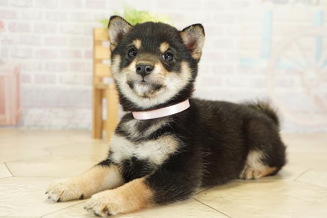 三重県の豆柴 (Coo&RIKU津高茶屋店/2025年9月27日生まれ/女の子/黒)の子犬の3枚目の画像