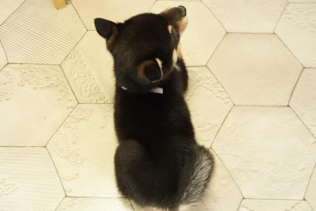 三重県の豆柴 (Coo&RIKU津高茶屋店/2025年9月27日生まれ/女の子/黒)の子犬の4枚目の画像