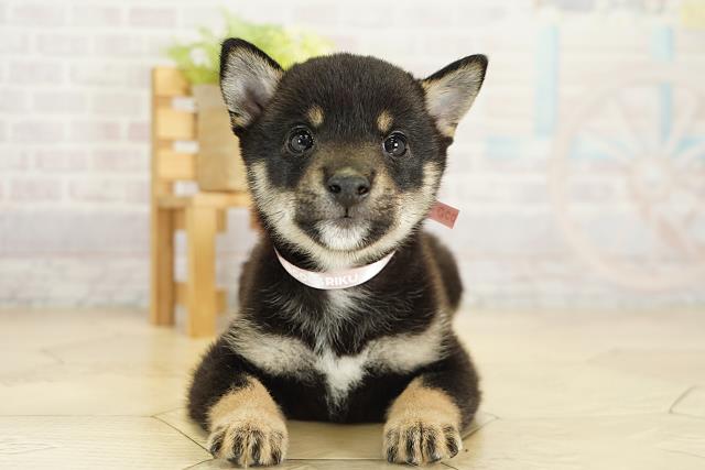 三重県の豆柴 (Coo&RIKU四日市店/2025年9月27日生まれ/女の子/黒)の子犬