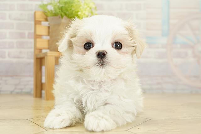 愛知県のマルチーズ (Coo&RIKU名古屋滝ノ水店/2025年9月20日生まれ/女の子/ホワイト)の子犬