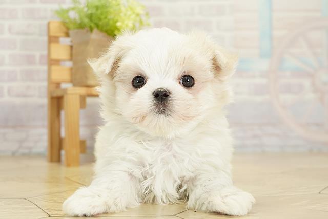 愛知県のマルチーズ (Coo&RIKU半田店/2025年9月20日生まれ/男の子/ホワイト)の子犬