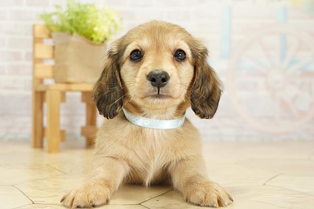 愛知県のカニンヘンダックスフンド(ロング) (Coo&RIKU東海店/2025年9月21日生まれ/男の子/シェーデットイエロー)の子犬の1枚目の画像